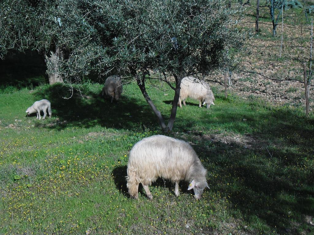 Poggio Petrella Villa Manciano Exterior foto